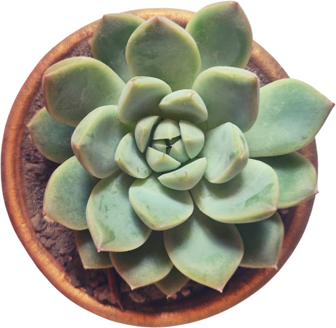 Echeveria Succulent Plant in a Pot Cutout